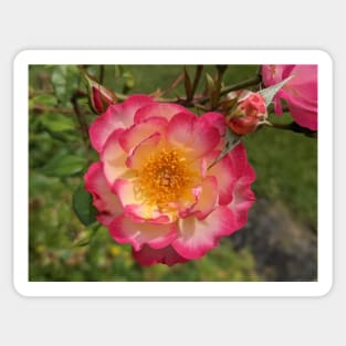 Pink and White Flower with Buds Photographic Image Sticker